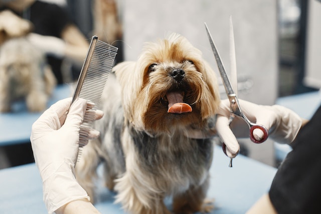 grooming clipper blade sharpening